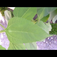 Topinambour patate, Helianthus tuberosus (fam Asteracees) (peut-etre) (4)